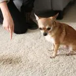 Pet Friendly Carpet Choices: Your Guide to Durable and Stylish Options