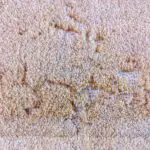 What causes carpet moths