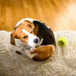Why do dogs scratch the carpet?