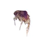 How Long Can Fleas Live In Carpet Without A Host