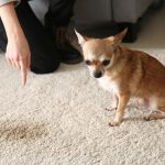 Pet Friendly Carpet Choices: Your Guide to Durable and Stylish Options