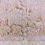 How to Get rid of carpet moths