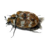 What causes carpet beetles