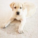 Why does my dog scratch the carpet?