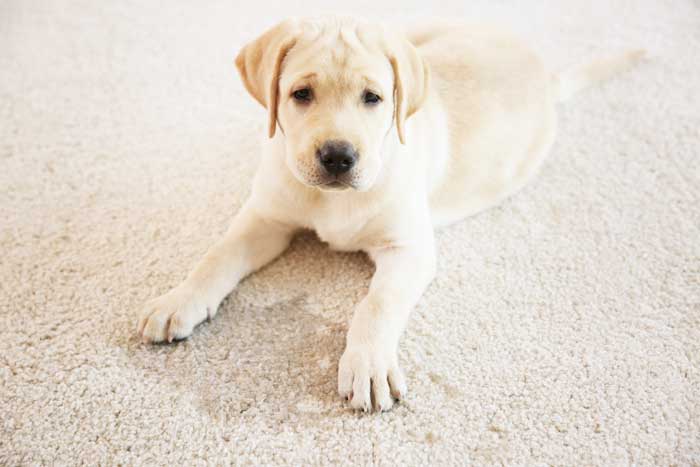 carpet urine dog webexpand bstockpurchase