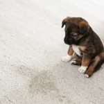How to Get dog pee out of carpet
