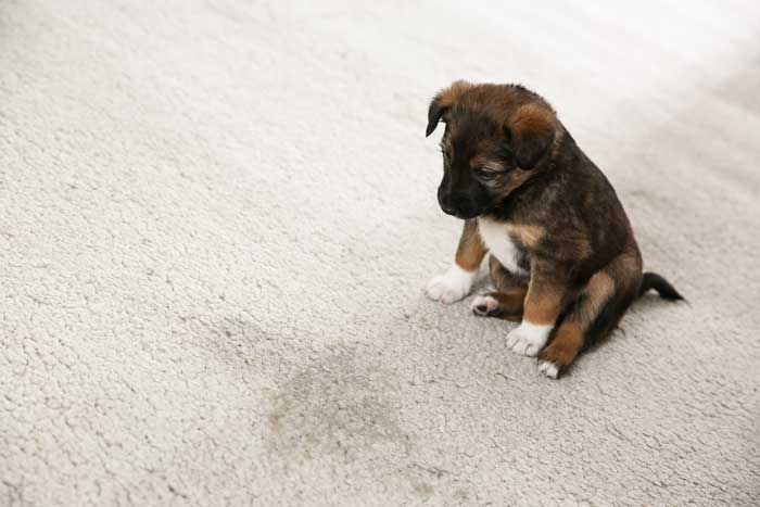 dog pee out of carpet webexpand purchase