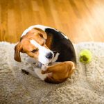 Why do dogs scratch the carpet?