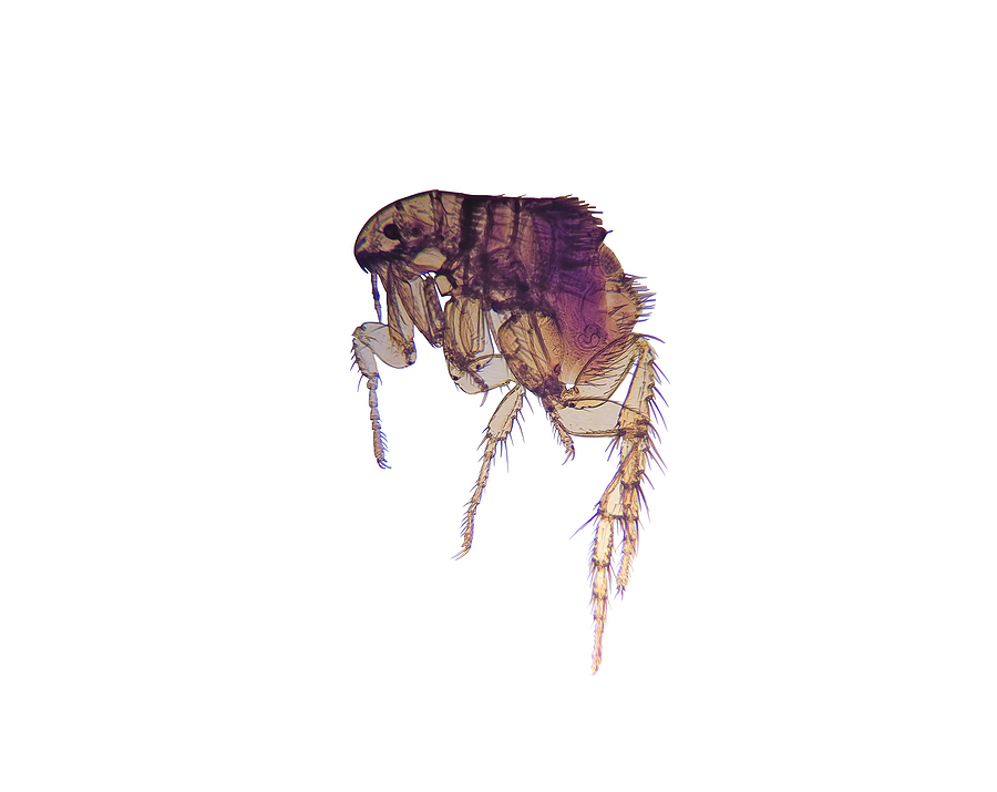 bigstock Microscope Flea Ctenocephal 432473